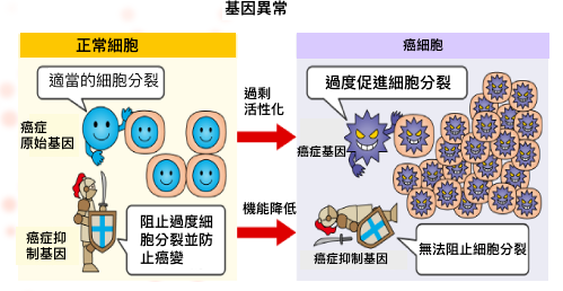 癌症基因療法機制：抑癌基因注入前後對比圖解