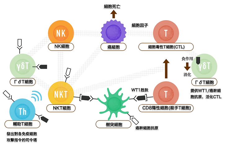 Mechanismusdiagramm der Sechs-Zell-Kombinationsimmuntherapie — γδT-, NK-, NKT-, CTL-, DC-, Th-Zellnetzwerk